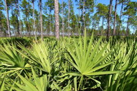 Saw Palmetto proti zväčšenej prostate