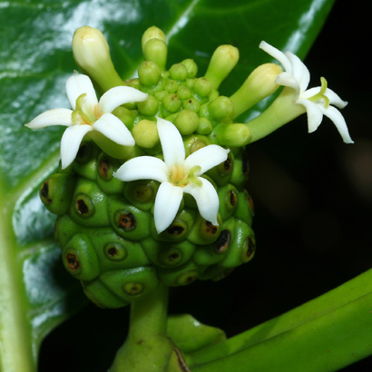 Noni morinda citrifolia