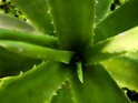 Aloe Vera Starlife