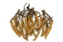 Cordyceps sinensis Starlife