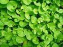 Gotu Kola Starlife