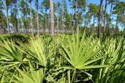 Saw Palmetto Starlife